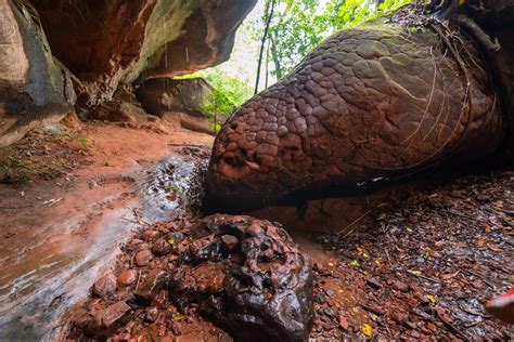 Visit Naka Cave, a Famous Snake